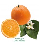ORANGER CALABRAISE / Citrus sinensis 'Calabrese'