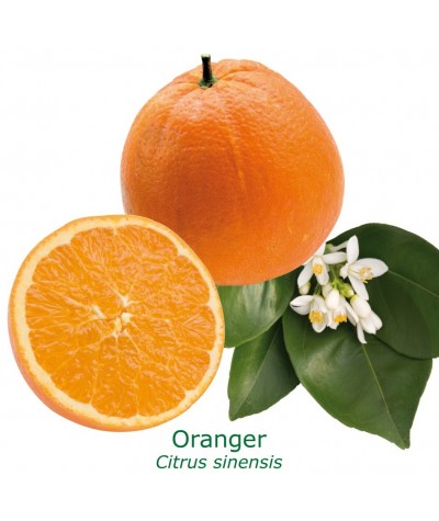 ORANGER CALABRAISE / Citrus sinensis