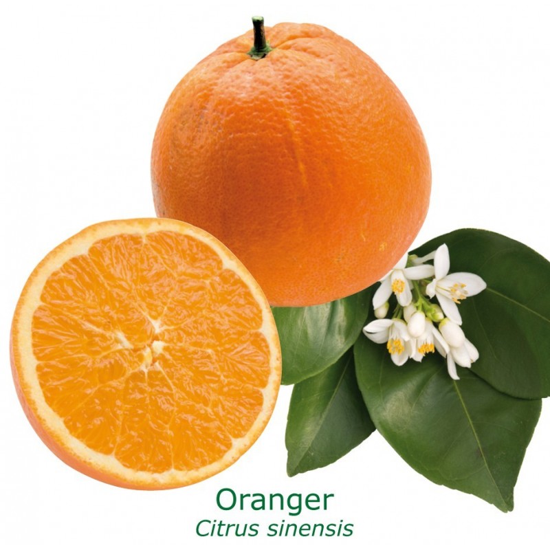 ORANGER CALABRAISE / Citrus sinensis 'Calabrese'