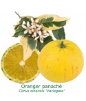 ORANGER PANACHE / Citrus sinensis variegata