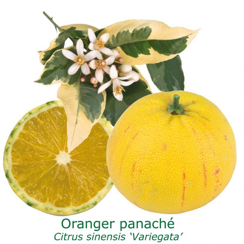 ORANGER PANACHE / Citrus sinensis variegata