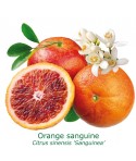 ORANGER SANGUINE / Citrus sinensis sanguinea