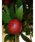 ORANGER  MORO (sanguine) / Citrus sinensis moro sanguinea