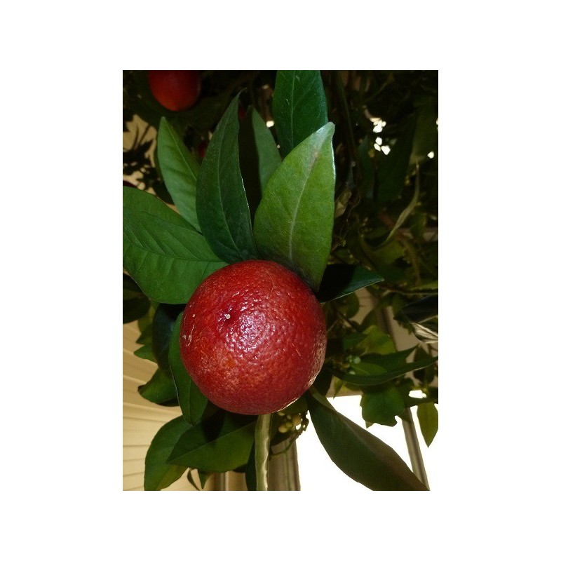 ORANGER  MORO (sanguine) / Citrus sinensis moro sanguinea