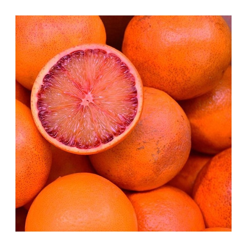 Oranger sanguin Maltais bio | Mon Orangerie