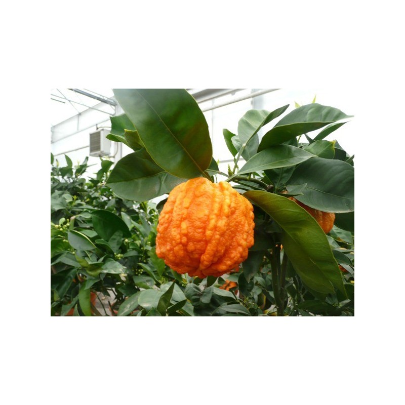 ORANGER BIZARIA / Citrus aurantium striata