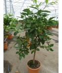 ORANGER BIZARIA / Citrus aurantium striata