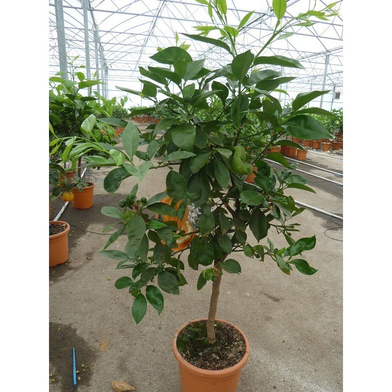 ORANGER BIZARIA / Citrus aurantium striata