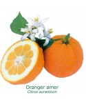 ORANGER AMER /BIGARADIER / Citrus aurantium salicifolia