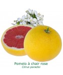 POMELO ROSE / Citrus paradisi