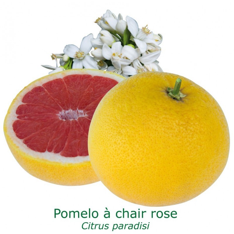 POMELO ROSE / Citrus paradisi