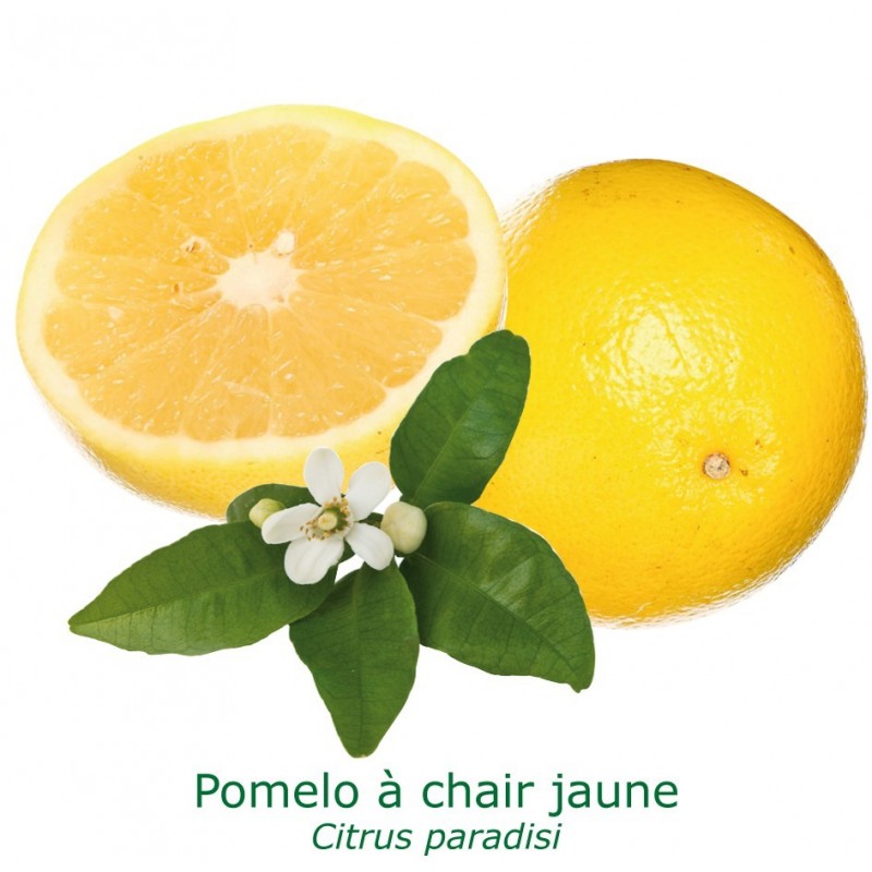 POMELOS JAUNE / Citrus paradisi