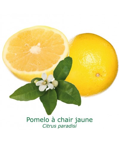 POMELOS JAUNE / Citrus paradisi