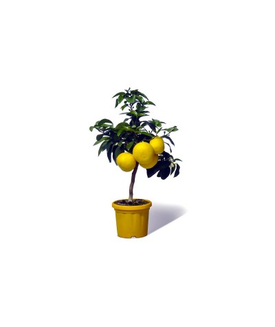 POMELOS JAUNE / Citrus paradisi arbuste en fruit, culture en pot