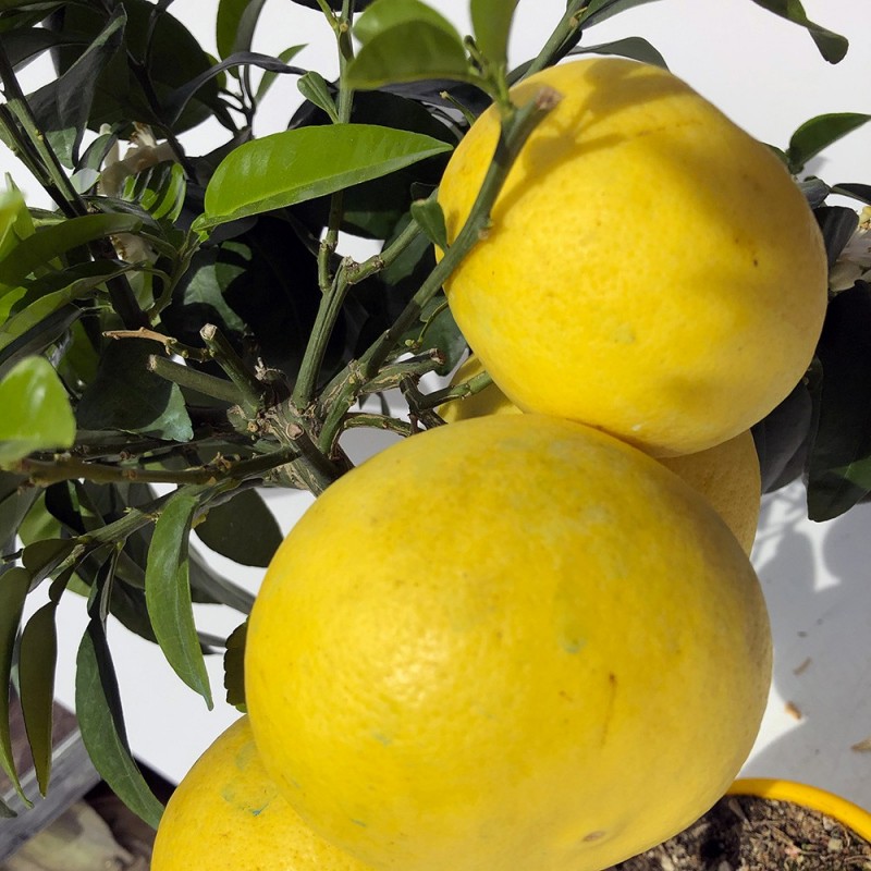 POMELOS JAUNE / Citrus paradisi fruits sur plante