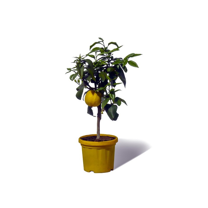 POMELOS JAUNE / Citrus paradisi arbuste en fruit, culture en pot