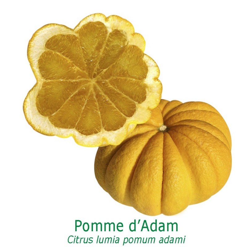 POMME D'ADAM / Citrus lumia pomum adame