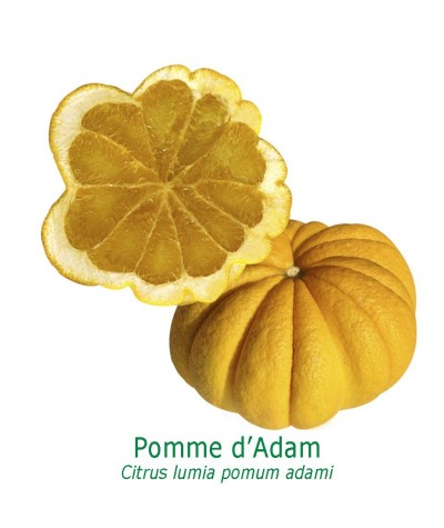 POMME D'ADAM / Citrus lumia pomum adame