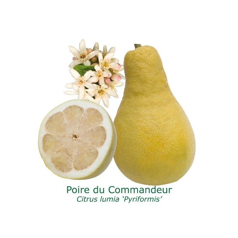 POIRE DU COMMANDEUR / Citrus Lymia