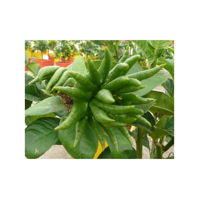 MAIN DE BOUDDHA / Citrus medica 'Digitata'