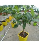 MAIN DE BOUDDHA / Citrus medica 'Digitata'