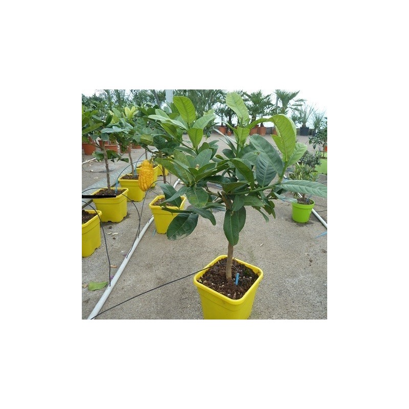 MAIN DE BOUDDHA / Citrus medica 'Digitata'