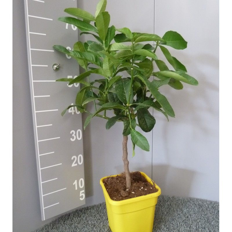 Cédrat Main de Boudha Taille S Plante (hors pot) 40/60cm Contenant 3/5L