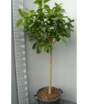 Cédrat Main de Boudha Taille 3XL
Plante (hors pot) 100/140cm
Contenant 30L