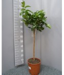 Cédrat Main de Boudha Taille XL
Plante (hors pot) 90/110cm
Contenant 9L