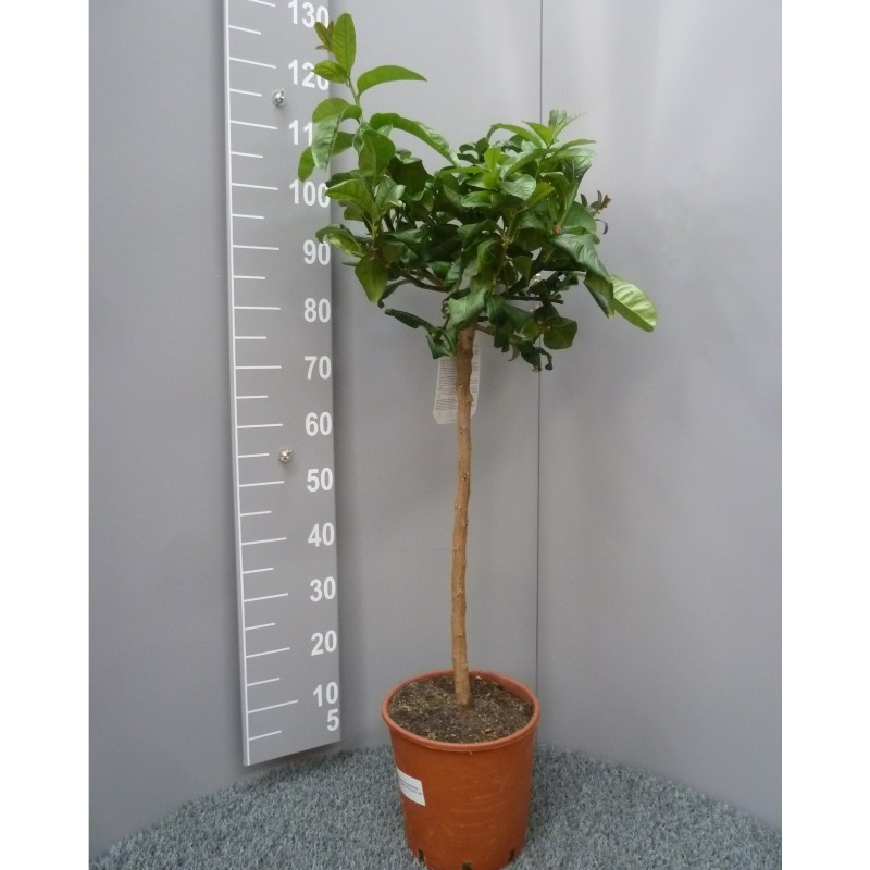 Cédrat Main de Boudha Taille XL Plante (hors pot) 90/110cm Contenant 9L