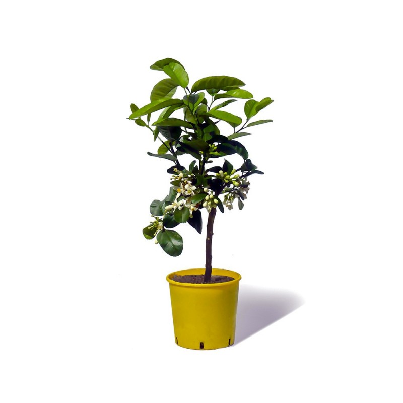 CEDRAT ETHROG/ Citrus medica