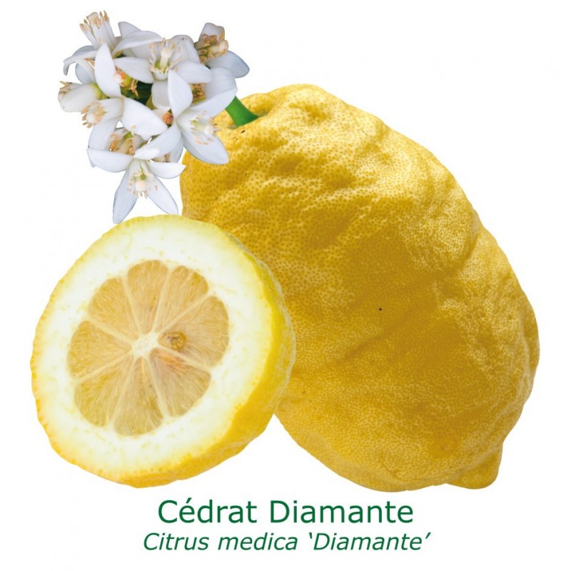 CEDRAT ETHROG/ Citrus medica