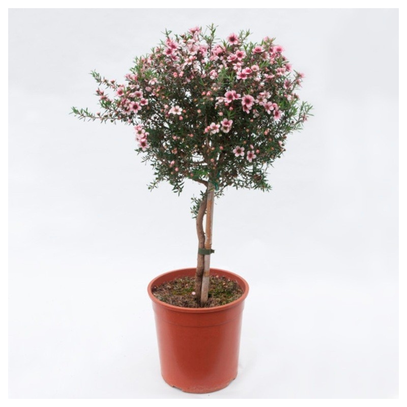 Arbre à thé | Leptospermum | Mon Orangerie