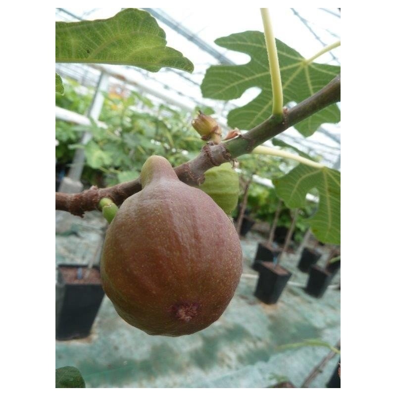 Figuier de Bornholm | Figues rouges bio | Mon Orangerie