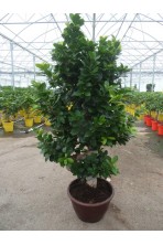 Ficus ginseng D25cm Bonsaï