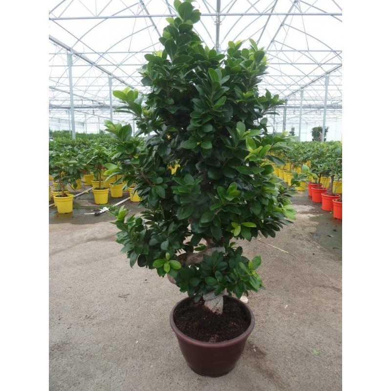 Ficus ginseng D25cm Bonsaï