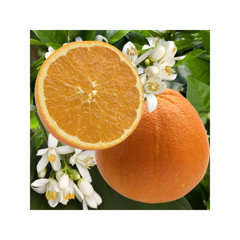 Oranger bio | Mon Orangerie