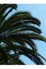 Palme Phoenix canariensis