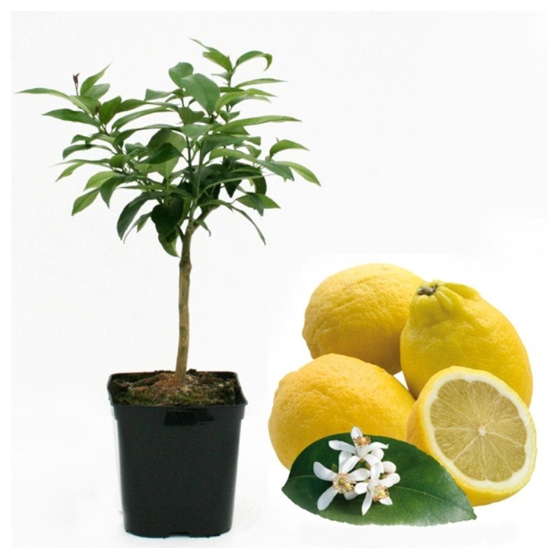 Citronnier des 4 saisons bio, citrus limon