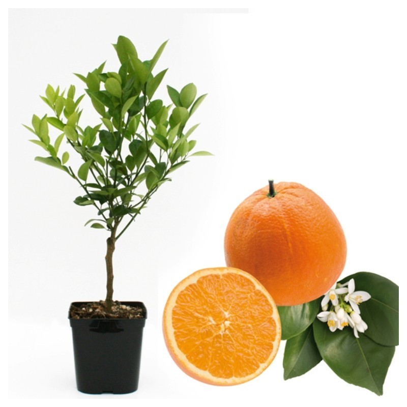 Oranger bio | Mon Orangerie