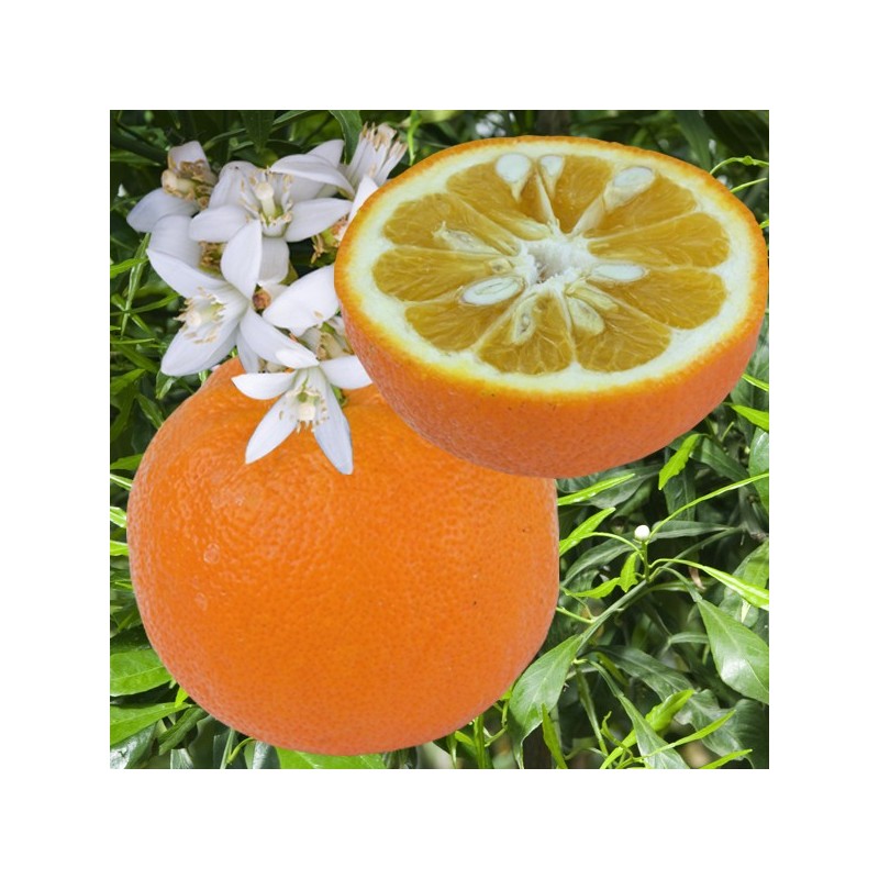 Oranger amer | Bigaradier à feuille de saule | Mon Orangerie