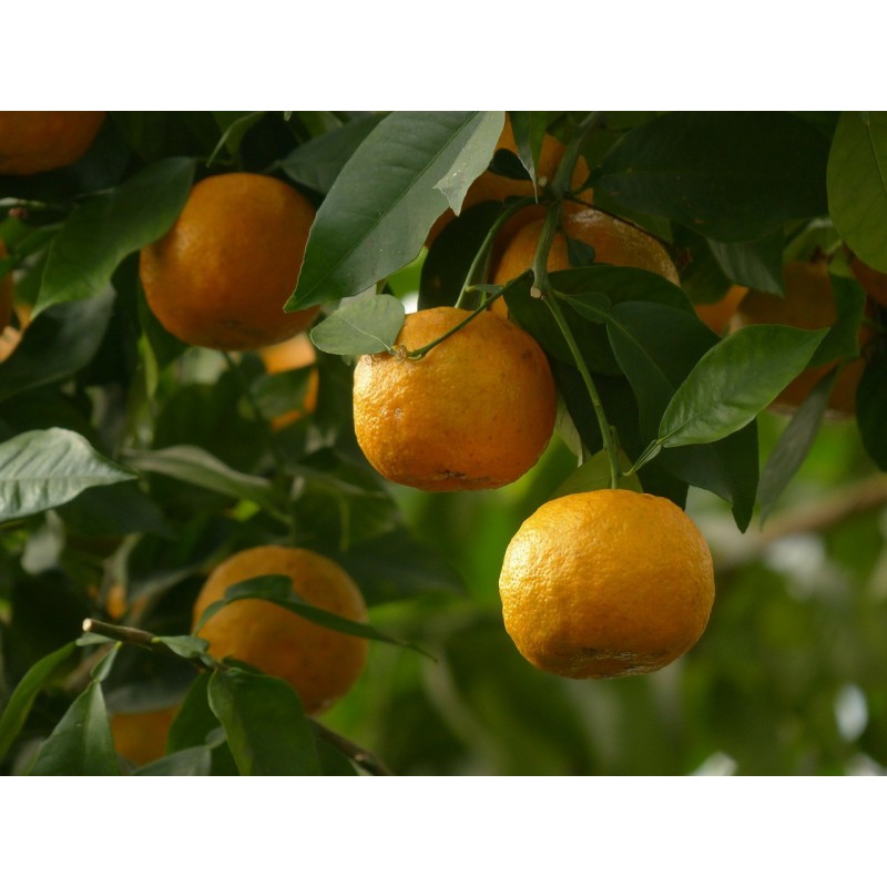 Oranger amer | Bigaradier Citrus Aurantium | Mon Orangerie