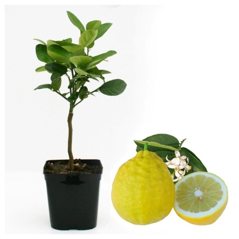 Citronnier de Padoue | Mon Orangerie
