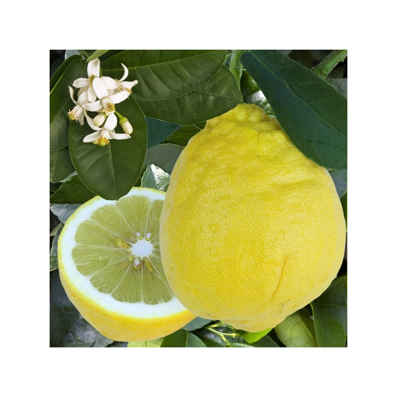 Citronnier de Padoue | Mon Orangerie