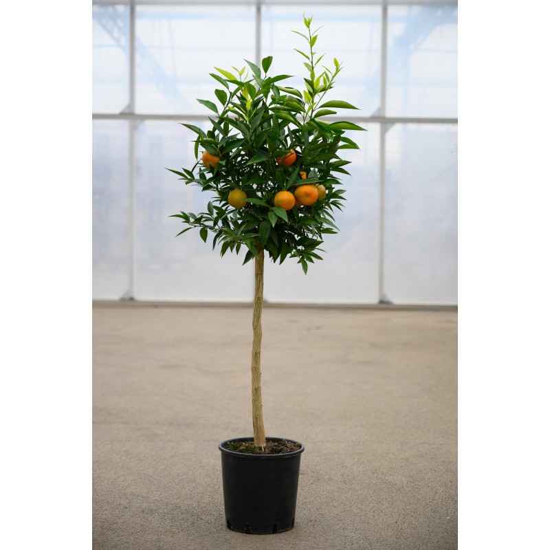 CLEMENTINIER SANGUIN | Mon Orangerie
