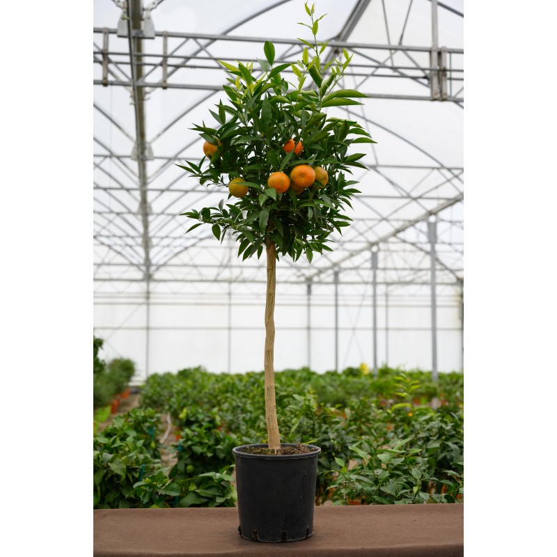 CLEMENTINIER SANGUIN | Mon Orangerie