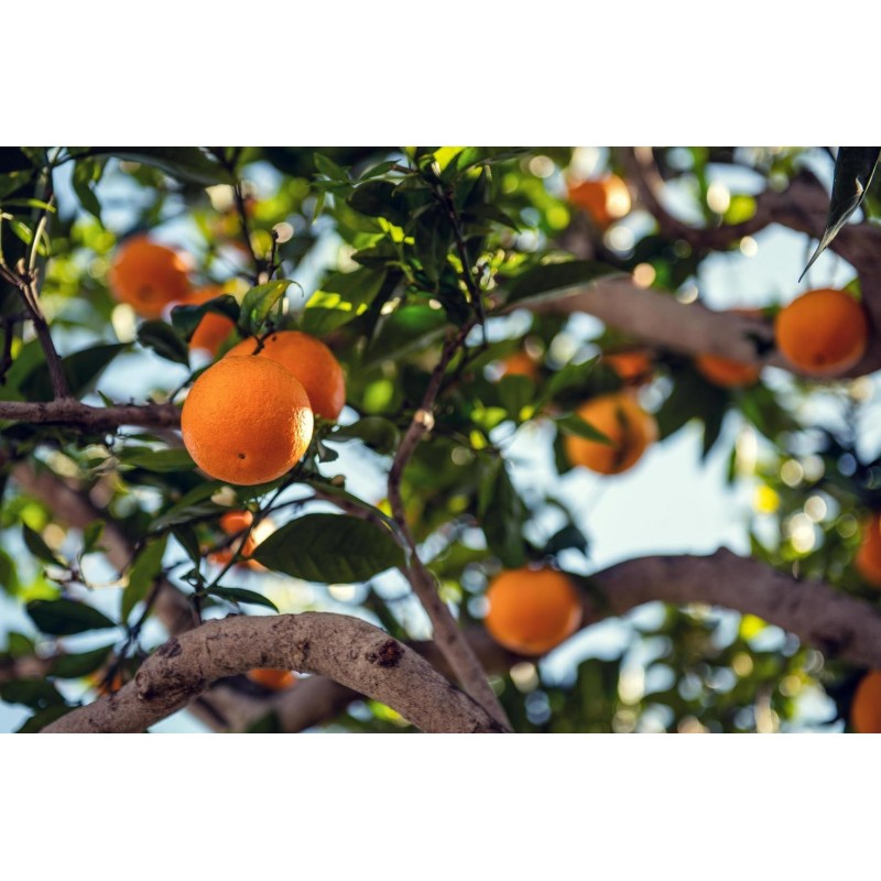 Oranger | Mon Orangerie