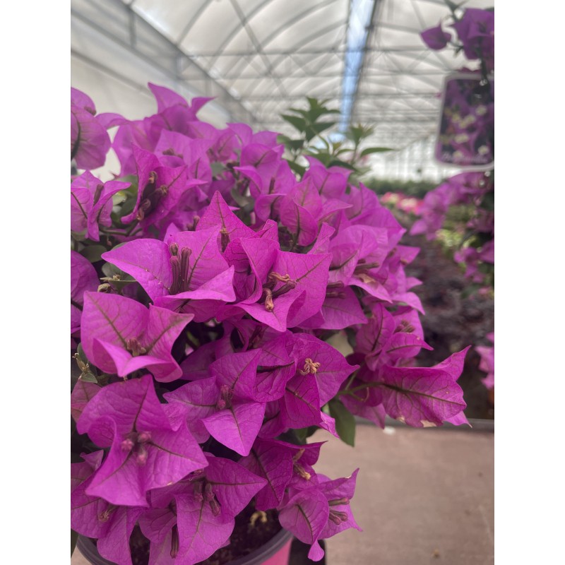 Bougainvillier Alexandra | Mon Orangerie