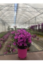 Bougainvillea 'Sanderiana Alexandra'