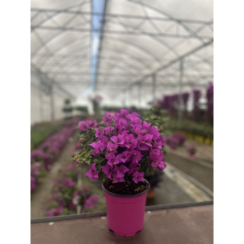 Bougainvillea 'Sanderiana Alexandra'